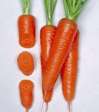 【丸種】紅映5寸人参　20ml