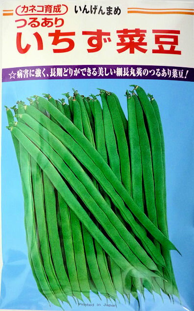 Rakuten - 【カネコ種苗】いちず菜豆 200粒
