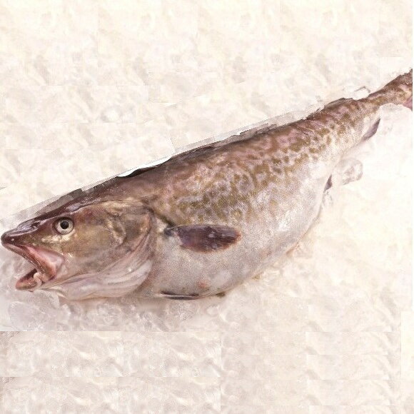 真鱈オス1尾　（真だち入り） 名称 真鱈オス 内容量 4～5kg 前後 産地名 北海道礼文島船泊産 天然 冷蔵　（とれたて生をお届けいたします。） 消費期限 商品到着後、2日間（要冷蔵5℃以下）　※生たらですのでなるべく早くお召し上がりください。 保存方法 要冷蔵（5℃以下） 加工業者名 礼文島船泊漁業協同組合 北海道礼文郡礼文町大字船泊村字五番地 配送区分 同梱区分 ※冷蔵商品、常温商品と同梱できます。 たら漁がございました際の商品配送となります。 ※とれたての新鮮な真だちをお届けいたしますので、お届け指定日は承ることが出来ませんが、お届け時間指定は承ります。天候不良など海が荒れてしまうと、鱈漁が行われません。そのような場合は当店サポートよりメールにてお知らせ致します。【同梱不可】 【商品発送11月15日～】とれ次第のご発送となります。お届け指定はできません。 冬期限定商品　11月〜12月　北海道を代表する冬の魚　真鱈(まだら) オス(真だち入り) 礼文島では1年中とれますが、冬にとれる真だらのオスは「たち」と呼ばれる白子、 メスにはたら子が十分に成熟します。たらちり鍋が有名ですが、鮮度が良いので刺身や たらの昆布じめにしても召上れます。北海道では軽く塩をし、頭からしっぽまで全部入れた 三平汁がおいしいです。 鮮度、旨さ抜群！　 タラ（オス）活〆プレミアム 1尾4～5kg前後 北の荒波が育んだ、寒い季節ならではの冬の魚の代表です。 身がとても厚く、食べごたえのある逸品となっております。鍋料理、焼き物、天ぷらなど 素材が良いので、調理法を選びません。今時期しか食べれない旬の味覚をぜひ ご堪能ください。 ※お腹には立派なたち（白子）が入ってます。 お召し上がり方：たらちりなどの鍋料理　たらの昆布じめ　塩焼き　ムニエル　バター焼　ホイル焼　などの焼き物。天ぷらなど素材が良いので調理法を選びません。