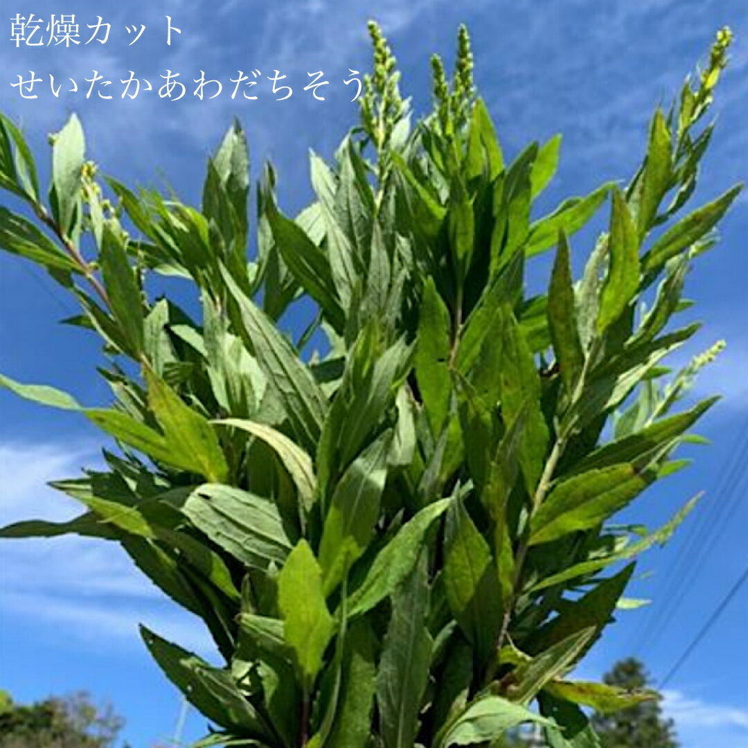 セイタカアワダチソウ 機械乾燥 奈良県産 薬草布袋付き350g 風呂 用