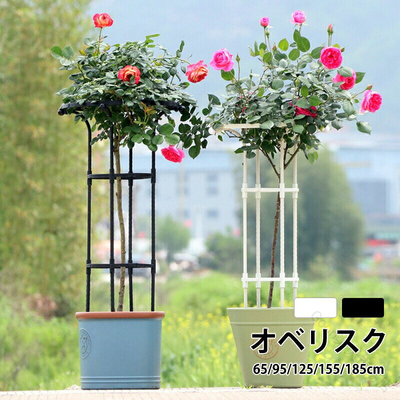 商品情報素材/材質スチールパイプ(樹脂コーティング)、プラスチックサイズ/寸法総高さ：65/95/125/155/185cmその他商品説明商品内容は写真ご参照ください。植物の成長を補助する植物の葉が密集しなくなり、光合成を促進。バランスを整え、重さで茎が折れるのを防げます。【高さ調節可能 & 簡易組立式】高さ65/95/125/155/185cmまで自由に調節可能で、つる性植物の成長に合わせて柔軟に対応。金属製パーツを組み立てるだけの簡単設置（工具不要）。【頑丈な金属製デザイン】金属素材で耐久性抜群。スタイリッシュなオベリスクアーチ形状で、庭やプランターのアクセントに。【つる性植物の最適サポート】バラ（薔薇）、クレマチス、朝顔など、あらゆるつる性植物の誘引に最適。植物の自然な成長を促し、倒伏を防止。【おしゃれな園芸装飾】シンプルでモダンなデザインがガーデンやベランダの景観をアップ。鉢植えや花壇の立体感を演出。【多用途活用】プランター周り、庭の小道、エントランスなど、さまざまな場所に設置可能。季節の花やライトを絡ませて、オリジナルの装飾アイテムとしても活用。 製造元：中国納期商品ページの納期（選択肢ところに書いております）で発送予定、申し訳ございませんが、日時指定は御遠慮下さい お急ぎの方はご了承ください。(天候や交 通事情等の都合により配送期間は前後いたします。予めご承知下さいませ)システムで在庫調整を行っておりますが、ご注文・入金のタイミングにより在庫数更新が間に合わず、 ご注文頂いた商品が欠品となる場合もございます。欠品となった場合は、その旨をメールにてご連絡させて頂きます。注意モニター発色の具合により色合いが異なる場合がございます。サイズについて商品によっては、多少の誤差がある場合がございます。当店ではラッピングのサービスを行っておりません、ご了承ください。検索関連キーワード（商品の説明ではありません）オベリスク クレマチス トレリス アイアン バラ 大型 ガーデニング 支柱 ガーデニング支柱 軽量支柱 バラ支柱 園芸支柱 ガーデンミニオベリスク ローズオベリスク 高さ調整可能 バラ 薔薇 オベリスクアーチ プランター おしゃれ 植木鉢 鉢植ち 植物 鉢 庭 栽培 母の日 送料無料 ガーデンアイアン 半円 大型 ローズオベリスク ガーデンオベリスク アイアンオベリスク つるバラ つる 花 ばら クレマチス 菜園 組み立て アイアン 園芸 家庭菜園 園芸資材 資材 園芸用品 小さい庭 狭い庭 おしゃれな庭 和風 ガーデニング庭 目隠し インテリア フラワーアレンジ.このガーデニング用支柱オベリスクは金属製で簡易組立式、操作簡単な設計が特徴です。つる性植物、アサガオ、バラ、薔薇、花支え、誘引、植物サポート、庭、ガーデン、園芸用品、植木鉢、鉢、プランター、おしゃれな白色で庭の栽培や装飾に最適です。支柱、トレリス、オベリスクアーチ、クライミングプラントサポート、フラワーサポート、ガーデンオベリスク、ガーデンアーチ、バラ支柱、つる植物支柱、花誘引用支柱、庭用支柱、つるバラ支柱、プラントケージ、植物誘引支柱、園芸支柱、屋外支柱、プランター支柱、ガーデンアクセサリー、園芸アクセサリー、花支柱、ガーデニング用品、庭園支柱、ガーデニングアクセサリー、園芸用トレリス、ガーデンフェンス、園芸支柱セット、クライミングプラントケージなど多様な用途に対応します。おすすめの園芸支柱で人気のガーデニングアイテムです。。指定された配送時間は承っておりません。【Goon楽天市場店】