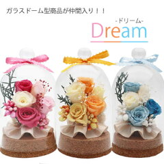 https://thumbnail.image.rakuten.co.jp/@0_mall/furadeco/cabinet/top/dream/dream1a.jpg