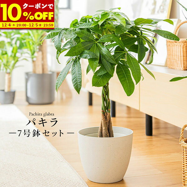【1名限定50%OFFクーポン★12/4 20:00〜】 パキラ 観葉植物 7号 鉢カバー付き 高さ約60〜80cm 鉢 植物 本物 インテリア お祝い オフィス 店舗 事務所 おしゃれ 植木鉢 プレゼント 育てやすい 初心者