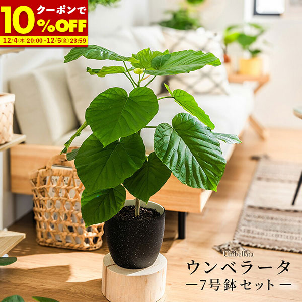 【1名限定50%OFFクーポン★12/4 20:00〜】 フィカス ウンベラータ 室内 観葉植物 7号 高さ約70〜90cm 大型 鉢カバー付き フィカス・ウンベラータ 植物 鉢 ハート型 お祝い オフィス 店舗 事務所 おしゃれ 植木鉢 オシャレ プレゼント インテリア 育てやすい 初心者
