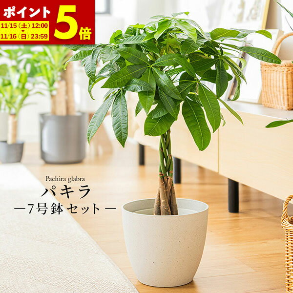 【ポイント5倍★11/15 12:00〜11/16 23:59】 パキラ 観葉植物 7号 鉢カバー付き 高さ約60〜80cm 鉢 植物 本物 インテリア お祝い オフィス 店舗 事務所 おしゃれ 植木鉢 プレゼント 育てやすい 初心者