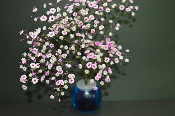 商品情報サイズ幅54mm×48mm材質スチロール樹脂　エラストマー樹脂色青色商品説明花瓶の中には赤い着色液が入っています。花を挿すだけで赤い花の色に変わります。栓は穴が開いているので栓を取らずに花をそのまま挿して下さい。どんな花でも着色できますが、白色か淡色の花が綺麗に着色されます。花は2～3時間で綺麗な赤い花に変わります。花はこの花瓶で飾ることが出来ます。この花びんは落としても割れない、花を挿して倒れても水がこぼれない栓が付いた花瓶です。赤い着色液の花瓶白い花が赤い花に 白い花が赤い花に変わります 5