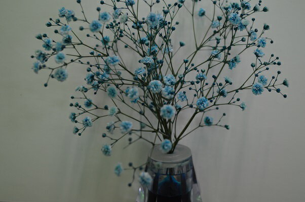 青い着色液の花瓶白い花が青い花に変化