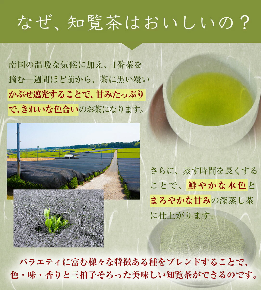 知覧茶　おくみどり　品種巡り茶　80g　シングルオリジン　お茶　緑茶　深蒸し茶