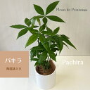 パキラ 観葉植物 誕生日 花 プレセント インテリア 陶器鉢入り おしゃれ 小さい シンプル お祝い ギフト 新築祝 引越し祝 退職祝 男性父 育てやすい 開店...