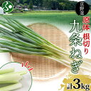 九条ねぎ 原体 根切り 3kg 京のおねぎはん 京野菜 京都府産 葱 ネギ ラーメン うどん 味噌汁 お鍋 ねぎ焼き 薬味 業務用 常備菜 産地直送 お取り寄せ 京都 野菜 送料無料 西陣屋 京都府 亀岡市