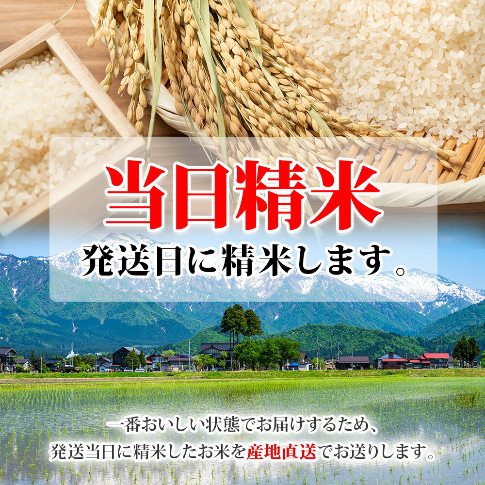 【令和7年産 新米予約】南魚沼産 コシヒカリ 特A(計5kg/計10kg/計15kg/計20kg/計25kg/計30kg) 特別栽培米 塩沢 南魚沼地区 こしひかり 新潟産 新潟県産 コメ 白米 精米 ブランド米 銘柄米 お米 ごはん 小分け 備蓄 米 5kg 10kg 30kg 常備食 北国からの贈り物