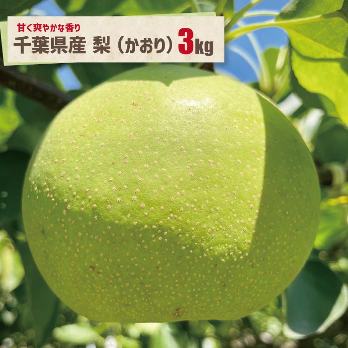 梨【かおり】3kg箱 千葉県産 梨 かおり 贈り物 果物 ギフト 千葉土産 ご当地グルメ 旬 果物 秋 贈り物 ギフトのサムネイル