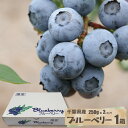 ブルーベリー250g 2パック入千葉県産 ブルーベリー 旬 果物 本州送料込み 贈り物 ギフト 生食用 新鮮 お中元