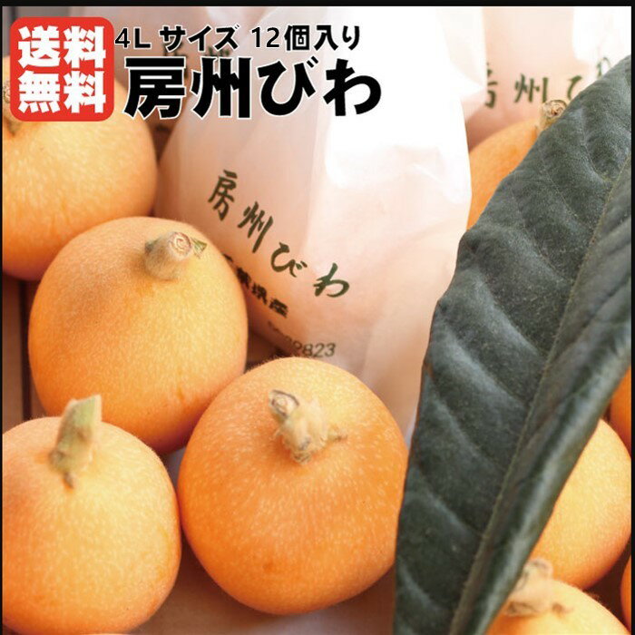 【4Lサイズ】【千葉県産】千葉県知事賞受賞の川名さんが作る房州びわ【ハウス栽培】