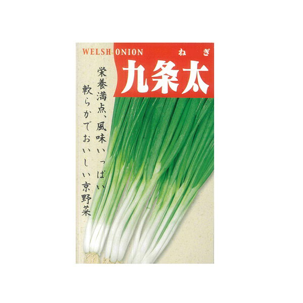 Rakuten - 種 【九条太葱　小袋】
