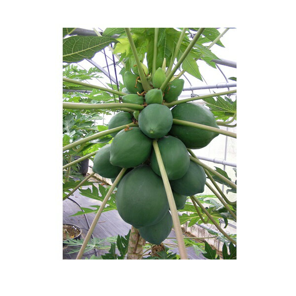 【PVP】パパイヤ苗 【石垣サンゴ】 メリクロン苗 10.5cmポット フタバ種苗のサムネイル