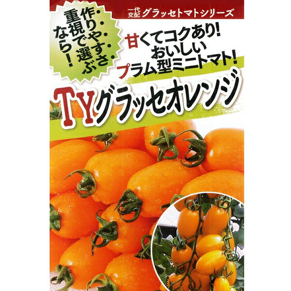 トマト(ミニトマト) 種 【TYグラッセオレンジプラス　1000粒】