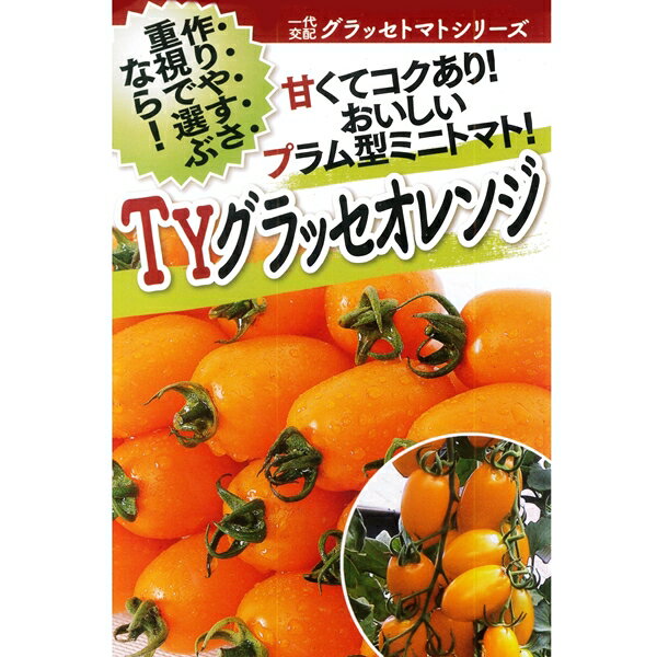 製品仕様 商品名 TYグラッセオレンジ 100粒 名称 トマト種子  内容量 100粒 産地名 タイ 商品説明 トマト黄化葉巻病（イスラエル型、マイルド型の両タイプ） に対して耐病性を示す。 果重22〜25gのやや大きめのミニトマト。 糖度は約9度に安定する。 裂果が少なく揃いが良い。 TYLCVへの耐病性のほか、ToMV（Tm-2a）、萎凋病（R-1）に 抵抗性を示す。 注意事項 ワキ芽は早めに摘み取り、追肥、潅水は小まめに行い樹勢を維持して下さい。