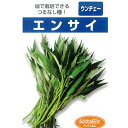 種 【つるなしエンサイ 中袋 (1DL)】 エンサイ フタバ種苗 ※メール便にて発送※