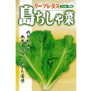 葉野菜 種 【沖縄 島ちしゃ菜 1DL】
