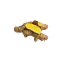 ウコン 球根【春ウコン 1kg】フタバ種苗