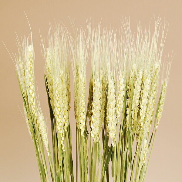 �ڽ��������۾������μ���ȯ�ԡ�