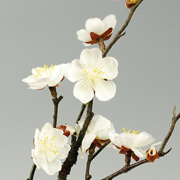 ���ߤ��������߻ޥ��åȡ��֡���ˡ��μ���ȯ�ԡۡڤ������б�_���̡ۡڤ������б�_����ۡڤ������б�_�ÿ��ۡۡڤ������б�_��Φ�ۡڤ������б�_�쳤�ۡڤ������б�_�ᵦ��