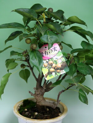 お庭で栽培フルーツシリーズ！梨の鉢植『愛有の実』　『お買い得』期間限定販売！　