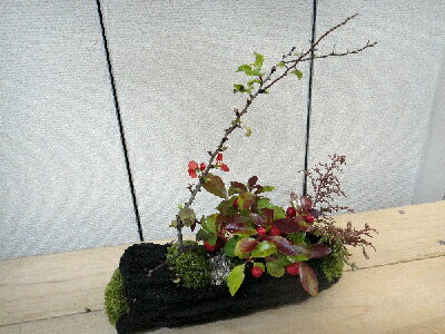 迎春・お正月盆栽寄せ植え　溶岩の花器　木瓜・ヤブコウジ・岩ヒバ・苔