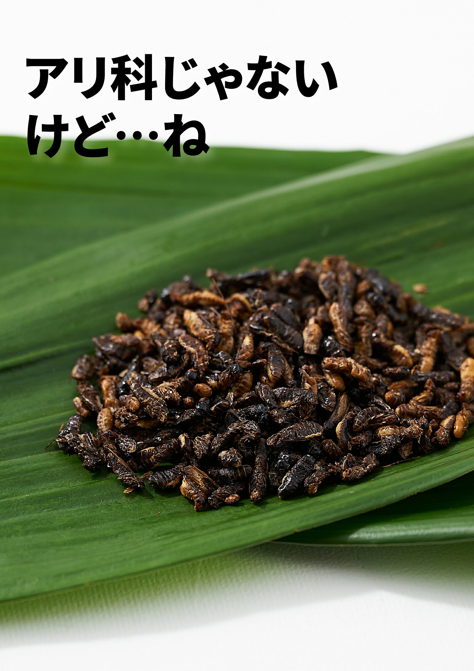 昆虫食TAKEO シロアリ 10g 塩味 ゴキブリ目 そのまま食べれる昆虫食 昆虫スナック 初心者 ギフト プレゼント 罰ゲーム非推奨 国内正規品【創業10年】【シリーズ累計18万袋突破】 futurenautakeo-10000011 FUTURENAUT x TAKEO 楽天市場店 サンプル画像3