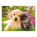 【在庫限り】【期間限定DEALポイントバック15%】 インテリア 3D 絵 寄り添う犬と猫 2匹 レンチキュラー アニマル 立体 アート トリック 玄関 絵画 ...