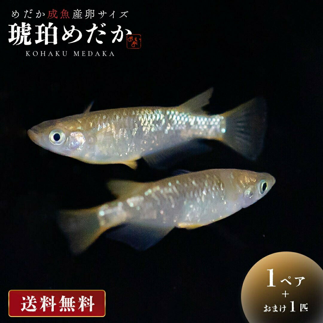 【期間限定DEALポイントバック15％】 メダカ 琥珀ラメ ラメ 成魚 産卵サイズ 1ペア+保証1匹 泳ぐ宝石 超極上 交配 固定率 水槽 お手入れ 厳選種 アクアリウム 隔離 安心 安全 飼育 自由研究 かわいい 可愛い ペット 稚魚 淡水 観察 繁殖 プレゼント 養殖