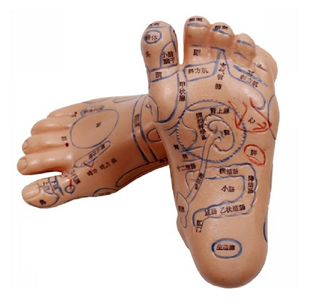 【期間限定DEALポイントバック15%】 2個セット 足つぼ 模型 足つぼマッサージ 体系的に覚える ツボグッズ 足裏マッサージ あしつぼ 反射区 表記 鍼灸 ...