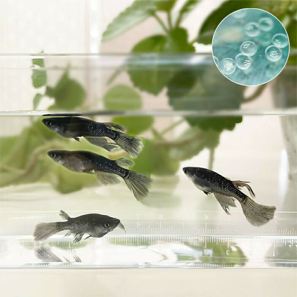 メダカ 卵 ブラックダイヤロングフィン 10個セット おまけ5個程度付属 松井ヒレ長×オロチラメ 泳ぐ宝石 超極上 タマゴ 魚 めだか 生体 繁殖 綺麗 お魚 ヒレ長 フィン 黒 ラメ 交配 固定率 水槽 お手入れ 厳選種 サタン オロチ ダイヤモンド アクアリウム 水族館のサムネイル