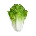 【在庫限り】【期間限定DEALポイントバック15%】 食品サンプル 白菜 リアル 野菜 はくさい サンプル品 見本 見本品 模造 フェイク イミテーション 材料...