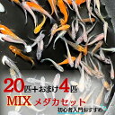 【期間限定DEALポイントバック15％】 メダカ ランダム MIX 若魚 成魚 20匹+保証4匹 ミックス 泳ぐ宝石 超極上 交配 固定率 水槽 お手入れ 厳選種 アクアリウム 隔離 安心 安全 飼育 自由研究 かわいい 可愛い ペット 稚魚 淡水 観察 繁殖 プレゼント