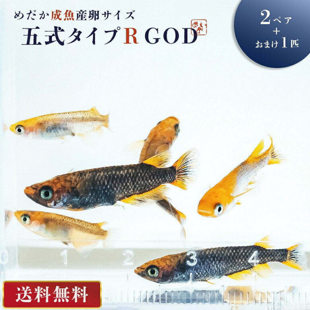 【期間限定DEALポイントバック15％】 メダカ 五式 タイプ R GOD 成魚 産卵サイズ 2ペア+保証1匹 泳ぐ宝石 超極上 交配 固定率 水槽 お手入れ 厳選種 アクアリウム 隔離 安心 安全 飼育 自由研究 かわいい 可愛い ペット 稚魚 淡水 観察 繁殖 プレゼント 養殖 増やす