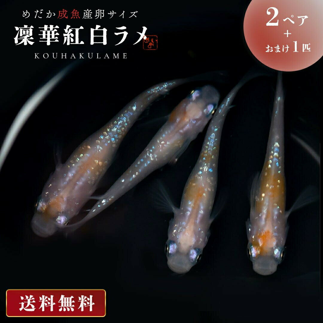 【期間限定DEALポイントバック15％】 メダカ 凛華紅白ラメ メダカ 成魚 産卵サイズ 2ペア+保証1匹 泳ぐ宝石 超極上 交配 固定率 水槽 お手入れ 厳選種 アクアリウム 隔離 安心 安全 飼育 自由研究 かわいい 可愛い ペット 稚魚 淡水 観察 繁殖 プレゼント