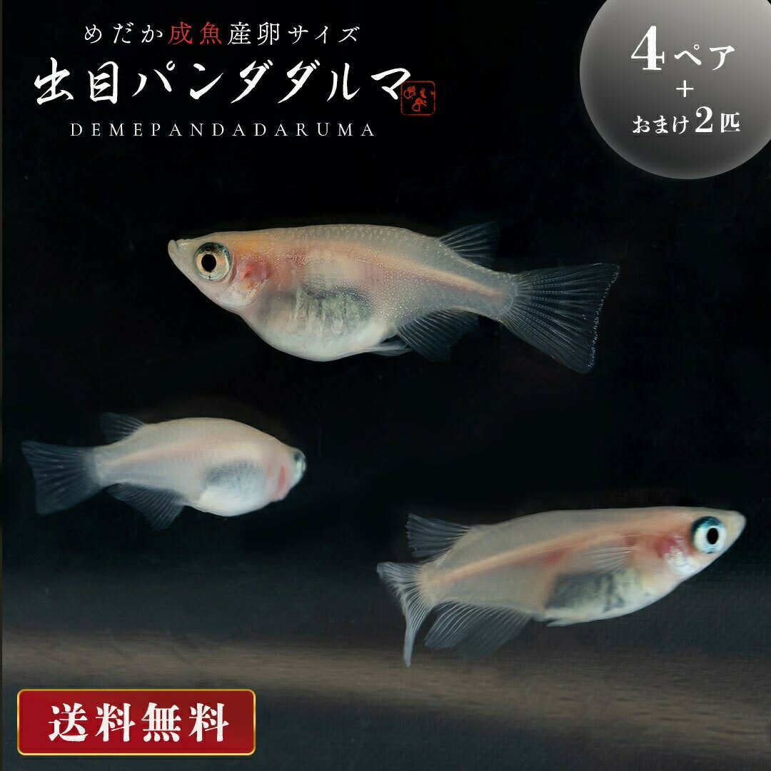 【期間限定DEALポイントバック15％】 メダカ 出目パンダ ダルマ 成魚 産卵サイズ 4ペア+保証2匹 泳ぐ宝石 超極上 交配 固定率 水槽 お手入れ 厳選種 アクアリウム 隔離 安心 安全 飼育 自由研究 かわいい 可愛い ペット 稚魚 淡水 観察 繁殖 プレゼント 養殖 増やす