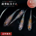 【期間限定DEALポイントバック15％】 メダカ 凛華紅白ラメ メダカ 成魚 産卵サイズ 4ペア+保証2匹 泳ぐ宝石 超極上 交配 固定率 水槽 お手入れ 厳選種 アクアリウム 隔離 安心 安全 飼育 自由研究 かわいい 可愛い ペット 稚魚 淡水 観察 繁殖 プレゼント