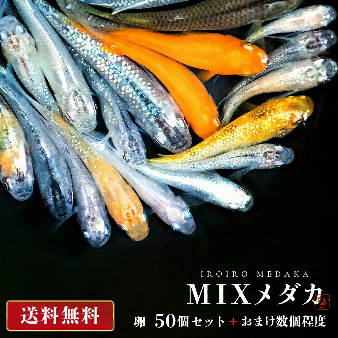 【期間限定DEALポイントバック15％】 メダカ 卵 ランダム MIX 50個セット+aおまけ数個程度付属 ミックス 泳ぐ宝石 超極上 交配 固定率 水槽 お手入れ 厳選種 アクアリウム 隔離 安心 安全 飼育 自由研究 かわいい 可愛い ペット 稚魚 淡水 観察 繁殖 プレゼント 養殖