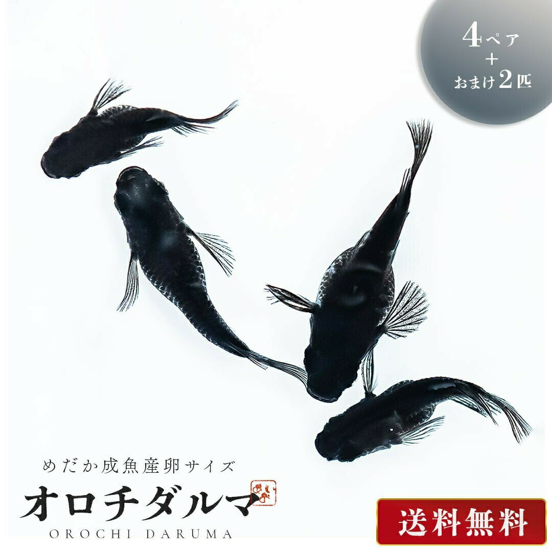 メダカ オロチダルマ 成魚 産卵サイズ 4ペア+保証2匹 泳ぐ宝石 超極上 交配 固定率 水槽 お手入れ 厳選種 アクアリウム 隔離 安心 安全 飼育 自由研究 かわいい 可愛い ペット 稚魚 淡水 観察 繁殖 プレゼント 養殖 増やす 保護のサムネイル