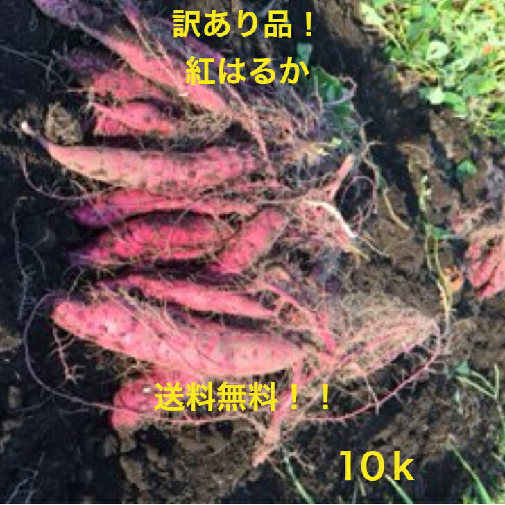 【令和5年産新物】さつまいも（紅はるか）訳あり10kg　送料無料！！（北海道、沖縄、離島は別途送料）べにはるか！