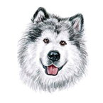 タトゥーシール フェイクタトゥー シベリアンハスキー 犬 ドック ペット 愛犬 ファッションシール 刺青 入れ墨 文身 tattoo 送料無料