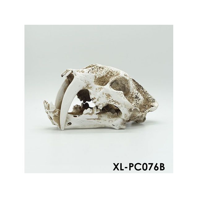 アルファテック XL-PC076B 骨格/化石（中）恐竜 水槽 ケージ 飼育ケース インテリア オーナメント アクセサリー オブジェ オーナメント ジオラマ レイアウト 装飾 置物 観賞魚 爬虫類 熱帯魚 XL-PC076B ALFA TEC アクアリ…