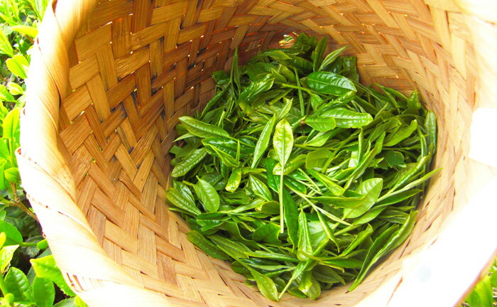 きりやまは「やまかい」品種のお茶です。農薬も化学肥料も使わずに育てました。人里離れた茶畑ですので、他の農地などから農薬が入り込むこともありません。安心安全の≪有機JAS認定≫のお茶です。5月上旬からお茶畑に入り、収穫した新芽のみを茶葉にしてお届けいたします。きりやま」は上品な香りとすっきりとした味が特長。若々しく瑞々しい風味、限られた時期しか味わえない贅沢な味わいをお楽しみください。 賞味期限：製造日から1年 ※お届け先が沖縄は送料524円となります。ご請求時に変更となります。（税込） ※G-Callショッピングにて他の商品と一緒にご購入の場合、別途送料がかかる場合があります。その際はご注文後ご連絡いたします。