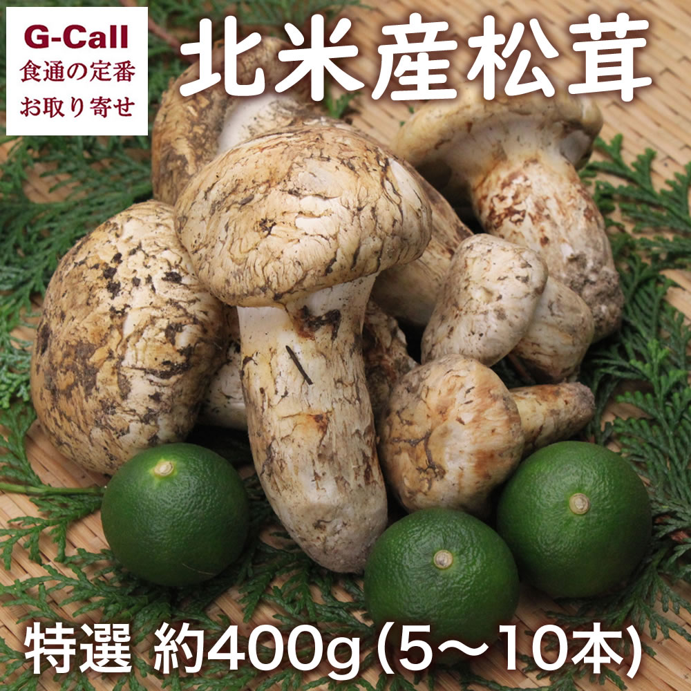 北米産 松茸 特選 約400g 5～10本 送料無料 まつたけ マツタケ 秋の味覚 キノコ 野菜 北米産 旬 鮮度 輸入 空輸 香り豊か 松茸ご飯 焼き松茸 高品質 お取り寄せ