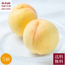 晴富 岡山県産 黄金桃 約260g 5玉入 8月下旬から9月上旬出荷 北海道・沖縄お届け不可 送料無料 桃 モモ ピーチ 岡山 果物 フルーツ 旬 産地直送 お取り寄せ