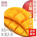 母の日ギフト 太陽のタマゴ 宮崎県産 完熟マンゴー 3L〜4L 送料無料 2玉入 5月2日から11日お届け カーネーション マンゴー フルーツ くだもの 果物 ...