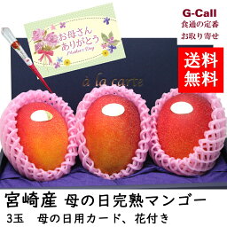 母の日用 宮崎産 完熟マンゴー 約1～1.5kg 3玉 カード、花付き 送料無料 マンゴー フルーツ 果物 母の日 母 プレゼント 贈り物 くだもの ギフト 贈答